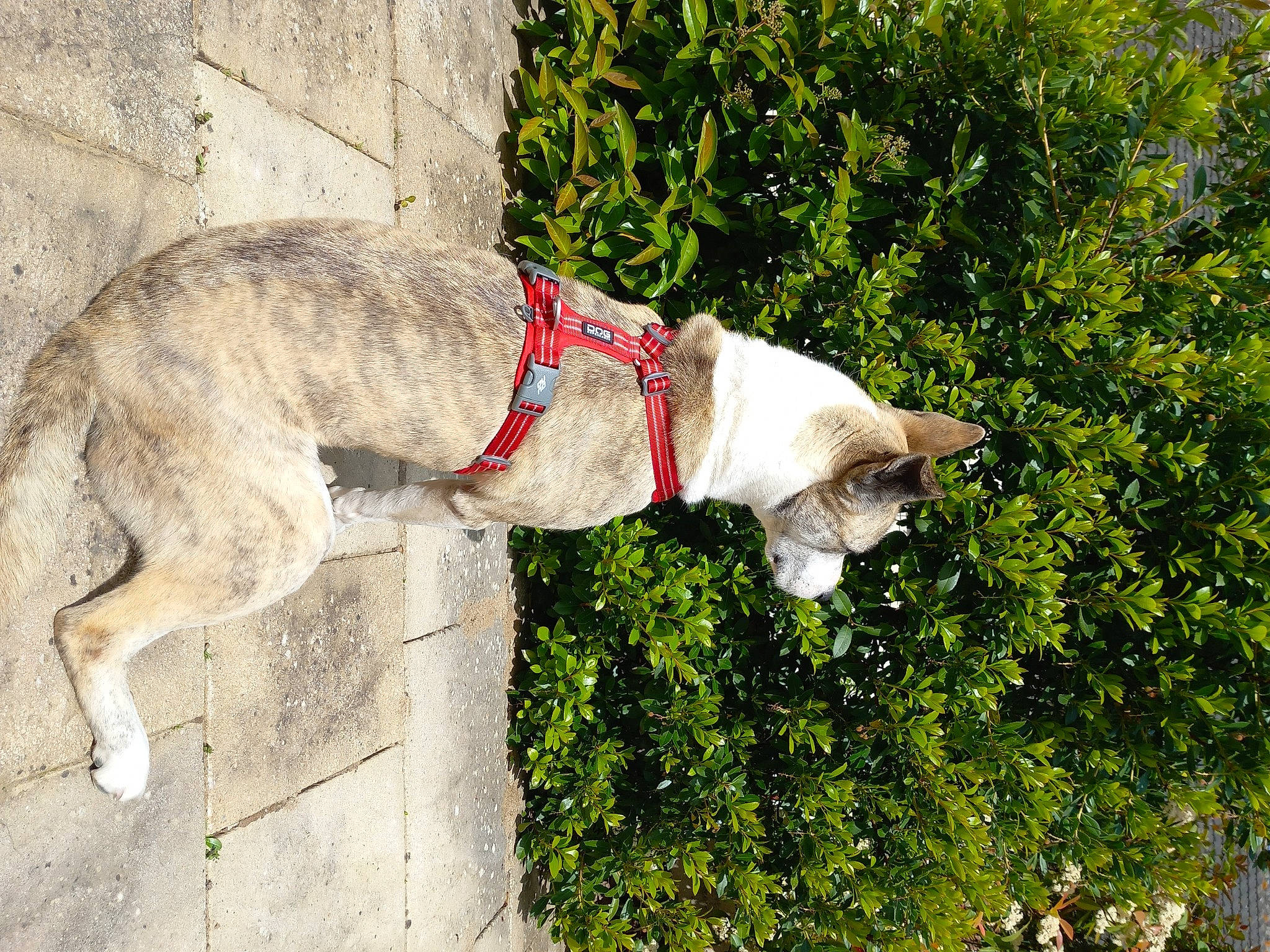 Alpha participe au concours pour gagner de l'argent avec cette photo : canidae, carnivore, cat, collar, companion_dog, dog, dog_breed, dog_collar, fawn, felidae, grass, leash, plant, small_to_medium_sized_cats, sporting_group, tail, tree, vertebrate, whiskers, working_animal