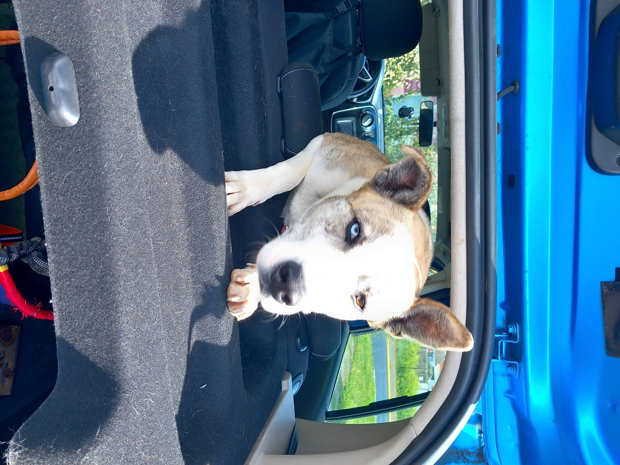 Alpha a rejoint le concours — aidez-le/la à gagner de superbes lots ! auto_part, automotive_exterior, building, canidae, carnivore, companion_dog, dog, dog_breed, electric_blue, family_car, fawn, fur, motor_vehicle, plant, snout, sporting_group, vehicle, vehicle_door, window, working_animal