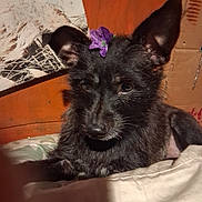 Penny joined the competition — help win amazing prizes! dog, black_dog, flower, purple_flower, pet, animal, indoor, bed, blanket, resting, ears, fur, portrait, wooden_wall, artwork, close_up, cute, domestic_animal, looking, cozy