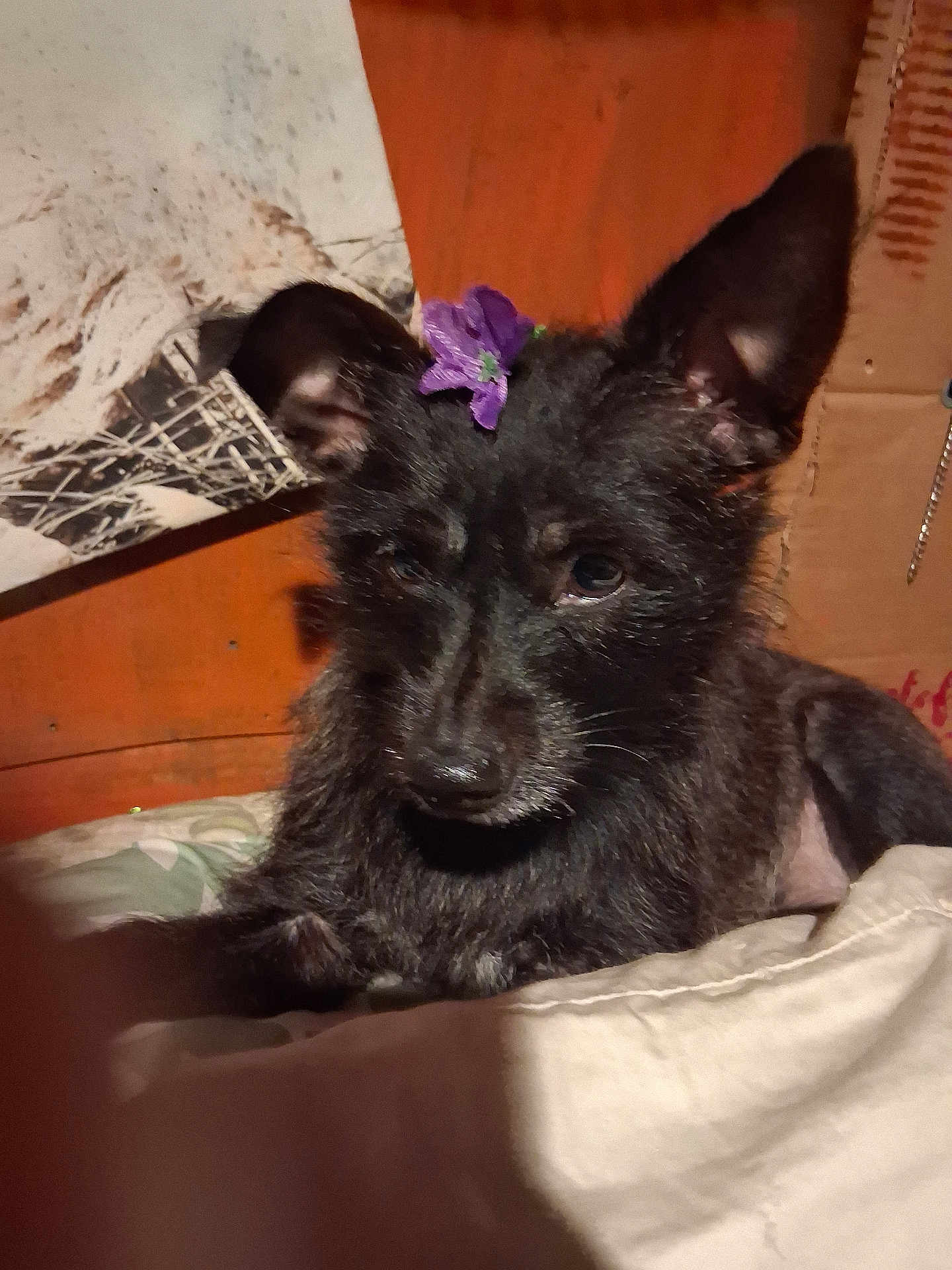 Penny joined the competition — help win amazing prizes! dog, black_dog, flower, purple_flower, pet, animal, indoor, bed, blanket, resting, ears, fur, portrait, wooden_wall, artwork, close_up, cute, domestic_animal, looking, cozy