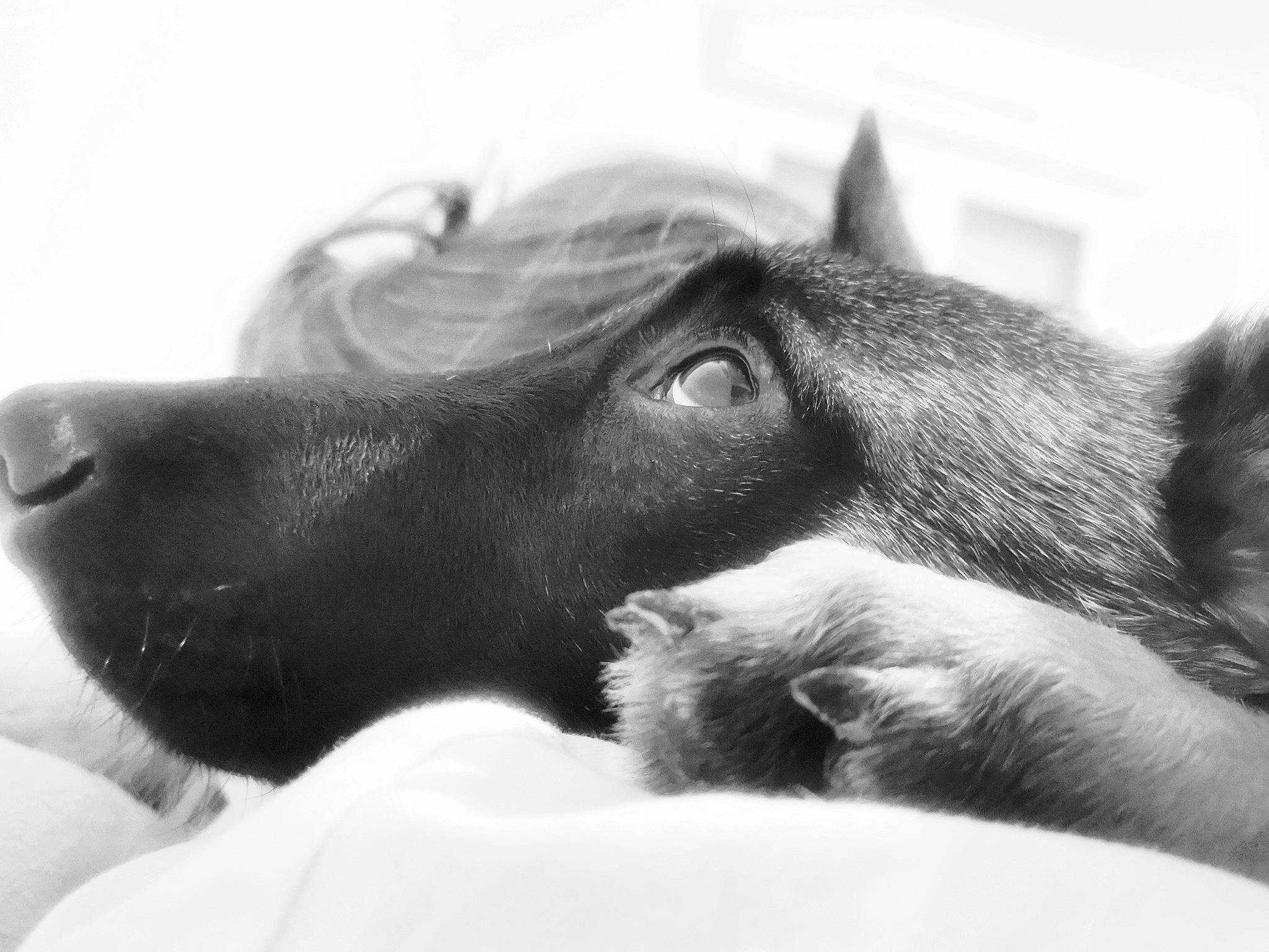 Palko a rejoint le concours — aidez-le/la à gagner de superbes lots ! black_and_white, canidae, carnivore, dog, dog_breed, ear, eye, head, monochrome, nose, snout, style, whiskers, working_animal
