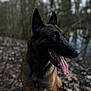 dog, belgian_malinois, panting, outdoor, forest, nature, animal, canine, ears, tongue, fur, pet, mammal, walking_path, trees, blurred_background, close_up, alert, brown, black