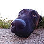 dog, black_dog, close_up, nose, lying_down, grass, outdoor, concrete, animal, pet, nature, daylight, snout, fur, eyes, ground_level, relaxed, canine, muzzle, portrait