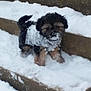 dog, puppy, snow, steps, outdoor, winter, cold, furry, small_dog, playful, animal, canine, white_snow, black_fur, brown_fur, snow_covered, pet, cute, walking, stairs