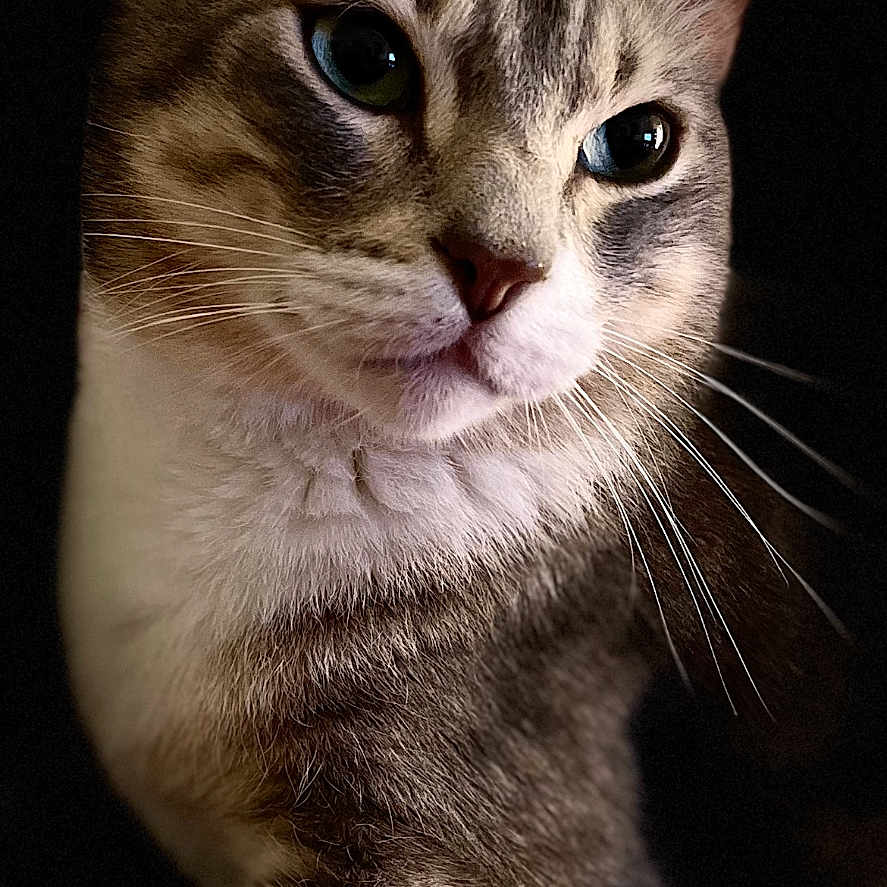 Tigrou participe au concours pour gagner de l'argent avec cette photo : abyssinian, animal, cat, kitten, manx, pet, siamese