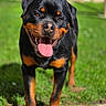 Arrow a rejoint le concours — aidez-le/la à gagner de superbes lots ! animal, black_and_tan, canine, close_up, dog, ears, four_legs, friendly, fur, grass, happy, mammal, nose, outdoor, pet, playful, portrait, rottweiler, sunny, tongue_out