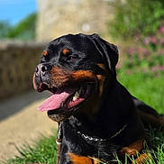 Arrow participe au concours pour gagner de l'argent avec cette photo : animal, black_and_tan, canine, closeup, collar, daylight, dog, grass, happy, leash, muzzle, nature, outdoor, pet, portrait, relaxed, rottweiler, summer, sunlight, tongue_out