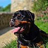 animal, black_and_tan, canine, closeup, collar, daylight, dog, grass, happy, leash, muzzle, nature, outdoor, pet, portrait, relaxed, rottweiler, summer, sunlight, tongue_out