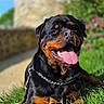 Arrow a rejoint le concours — aidez-le/la à gagner de superbes lots ! animal, blurred_background, canine, close_up, collar, companion, dog, friendly, grass, greenery, happy, leash, mammal, nature, outdoor, pet, portrait, rottweiler, sunny, tongue_out