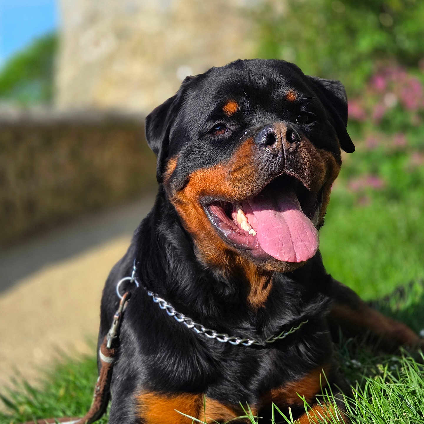 Arrow a rejoint le concours — aidez-le/la à gagner de superbes lots ! animal, blurred_background, canine, close_up, collar, companion, dog, friendly, grass, greenery, happy, leash, mammal, nature, outdoor, pet, portrait, rottweiler, sunny, tongue_out