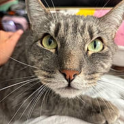 Yoongi joined the competition — help win amazing prizes! animal, cat, close_up, curious, cute, domestic_cat, ears, face, feline, focus, fur, gray_cat, green_eyes, indoor, muzzle, nose, pet, portrait, tabby, whiskers