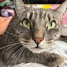 animal, cat, close_up, curious, cute, domestic_cat, ears, face, feline, focus, fur, gray_cat, green_eyes, indoor, muzzle, nose, pet, portrait, tabby, whiskers