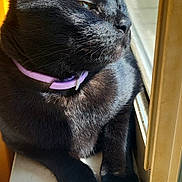 Mardy is registered to the contest to win money with this photo: animal, black_cat, cat, close_up, collar, domestic_cat, feline, fur, house, indoor, looking_away, paw, pet, relaxed, resting, shadow, side_view, sunlight, whiskers, window