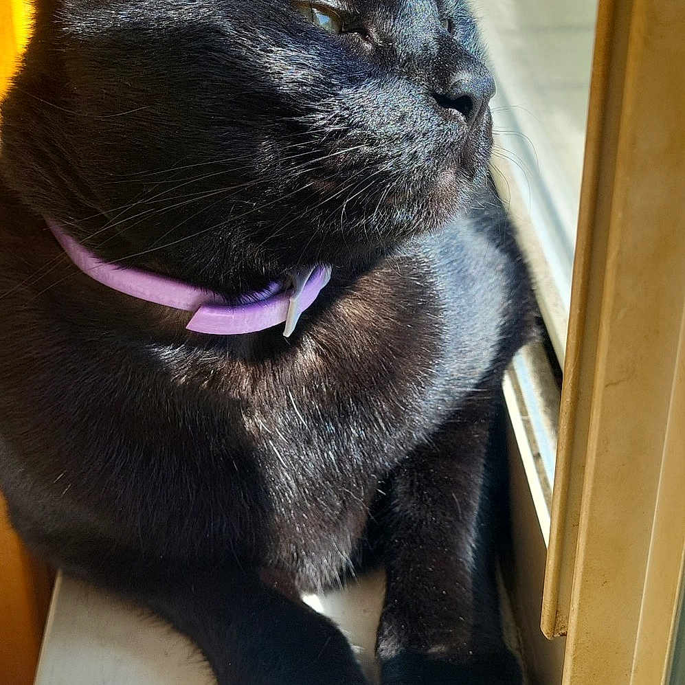 Mardy is registered to the contest to win money with this photo: animal, black_cat, cat, close_up, collar, domestic_cat, feline, fur, house, indoor, looking_away, paw, pet, relaxed, resting, shadow, side_view, sunlight, whiskers, window