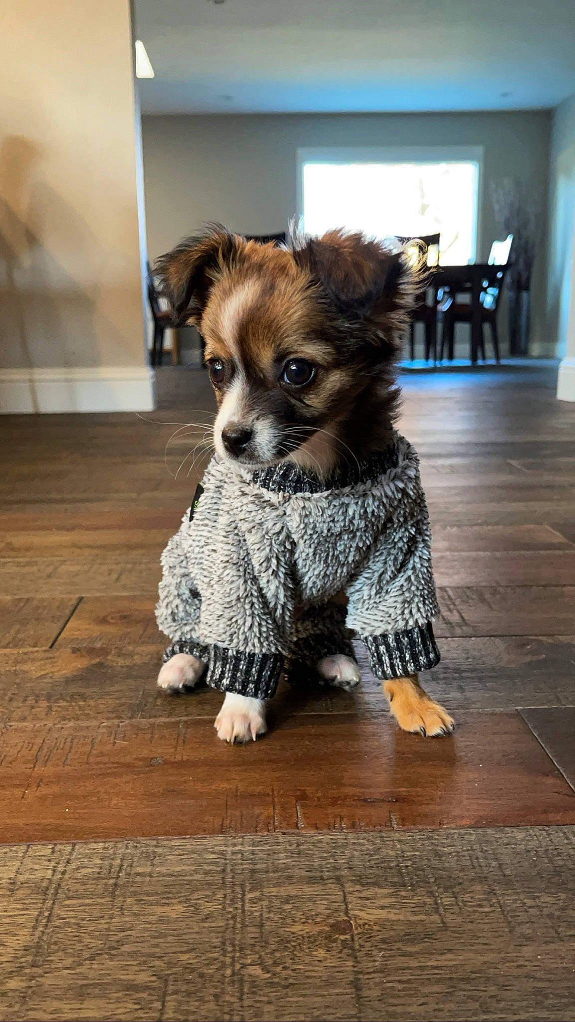 Mochi is registered to the contest to win money with this photo: brown, carnivore, companion_dog, dog, dog_breed, dog_clothes, dog_supply, fawn, floor, flooring, fur, hardwood, laminate_flooring, puppy, snout, sporting_group, wood, wood_flooring, wood_stain, working_animal