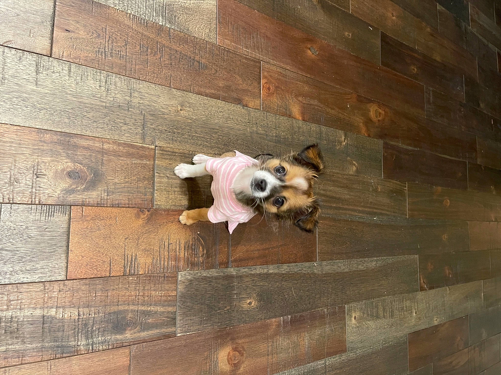 Mochi joined the competition — help win amazing prizes! brick, brickwork, canidae, carnivore, companion_dog, dog, dog_breed, dog_clothes, dog_supply, fawn, non_sporting_group, pet_supply, puppy, snout, sporting_group, stuffed_toy, toy_dog, wall, working_animal, working_dog