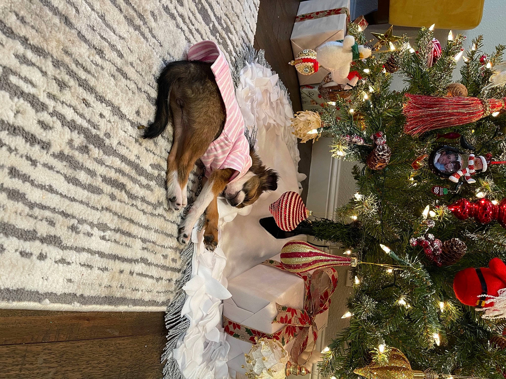 Mochi is registered to the contest to win money with this photo: carnivore, christmas, christmas_decoration, christmas_eve, christmas_lights, christmas_ornament, christmas_tree, conifer, costume_accessory, costume_hat, event, fur, hat, holiday, holiday_ornament, interior_design, ornament, pine_family, sporting_group, tradition