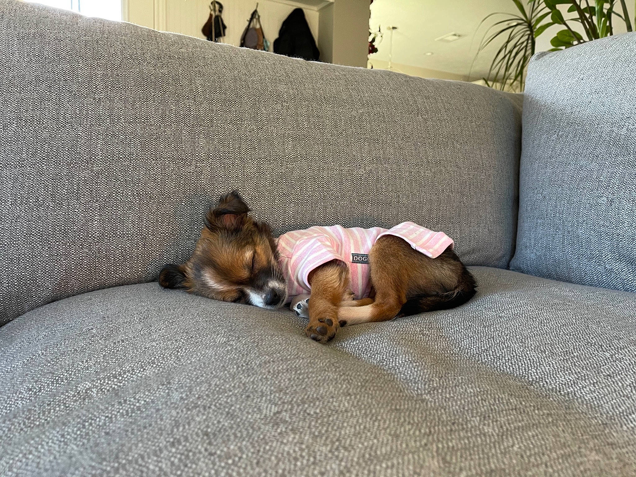 Mochi is registered to the contest to win money with this photo: canidae, carnivore, comfort, companion_dog, couch, dog, dog_breed, fawn, lamp, linens, liver, living_room, nap, paw, room, sleep, sporting_group, studio_couch, vertebrate, working_dog