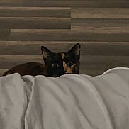 Copper-Lynn is registered to the contest to win money with this photo: cat, peeking, blanket, indoor, wooden_floor, curious, pet, animal, feline, cozy, wall, flooring, domestic, cute, eyes, resting, background, quiet, home, soft