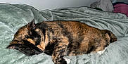 Copper-Lynn joined the competition — help win amazing prizes! cat, tortoiseshell, sleeping, resting, blanket, indoor, pet, fur, cozy, relaxed, whiskers, paws, animal, cute, domestic, mammal, soft, nap, feline, comfort