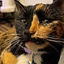Copper-Lynn is registered to the contest to win money with this photo: cat, calico, close_up, pet, fur, whiskers, collar, star_pendant, indoor, resting, animal, domestic_cat, feline, soft_blanket, black_fur, orange_fur, white_fur, cute, relaxed, closeup