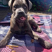 Bailey is registered to the contest to win money with this photo: puppy, dog, tongue, blanket, sunlight, outdoor, playful, treats, animal, pet, cute, young, fur, ears, nose, paws, relaxing, summer, nature, chew