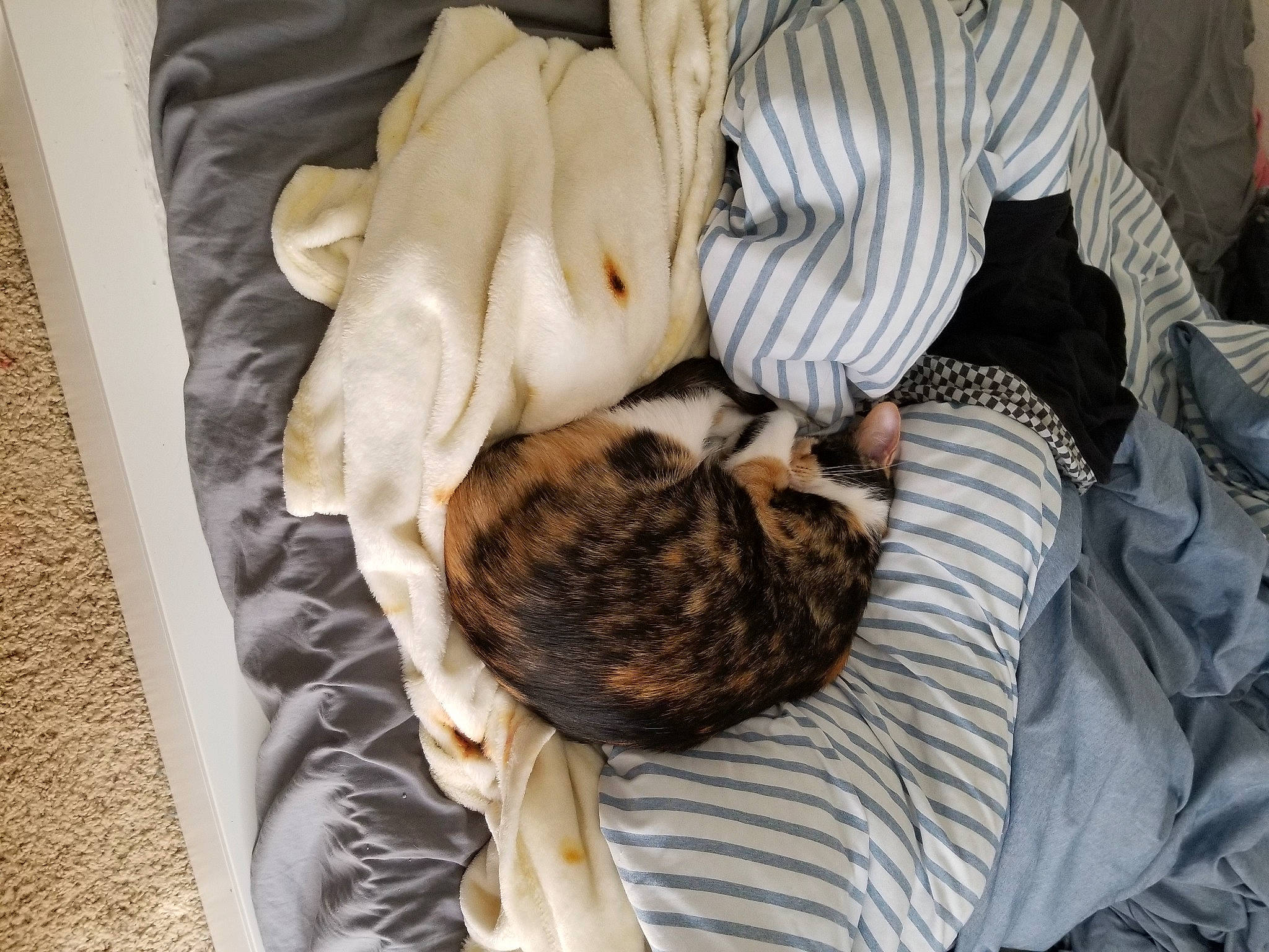 Kitkat is registered to the contest to win money with this photo: canidae, carnivore, cat, cat_supply, comfort, companion_dog, dog_breed, domestic_short_haired_cat, fawn, felidae, fur, grey, linens, nap, small_to_medium_sized_cats, sporting_group, tail, textile, whiskers, wood