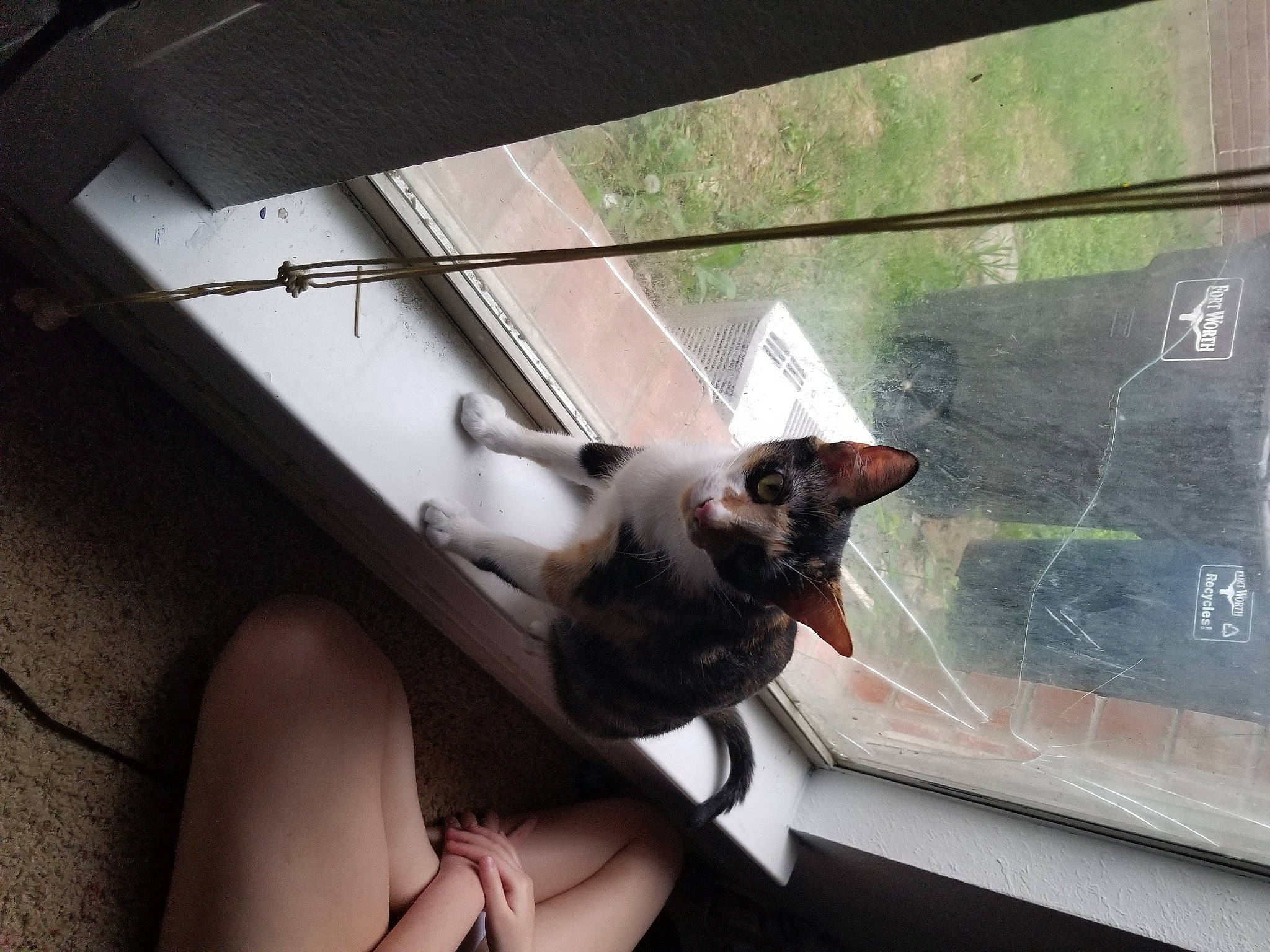 Kitkat is registered to the contest to win money with this photo: automotive_exterior, automotive_lighting, carnivore, cat, comfort, door, fawn, felidae, glass, hand, nail, small_to_medium_sized_cats, snout, stairs, tail, tints_and_shades, vehicle_door, whiskers, window, wood