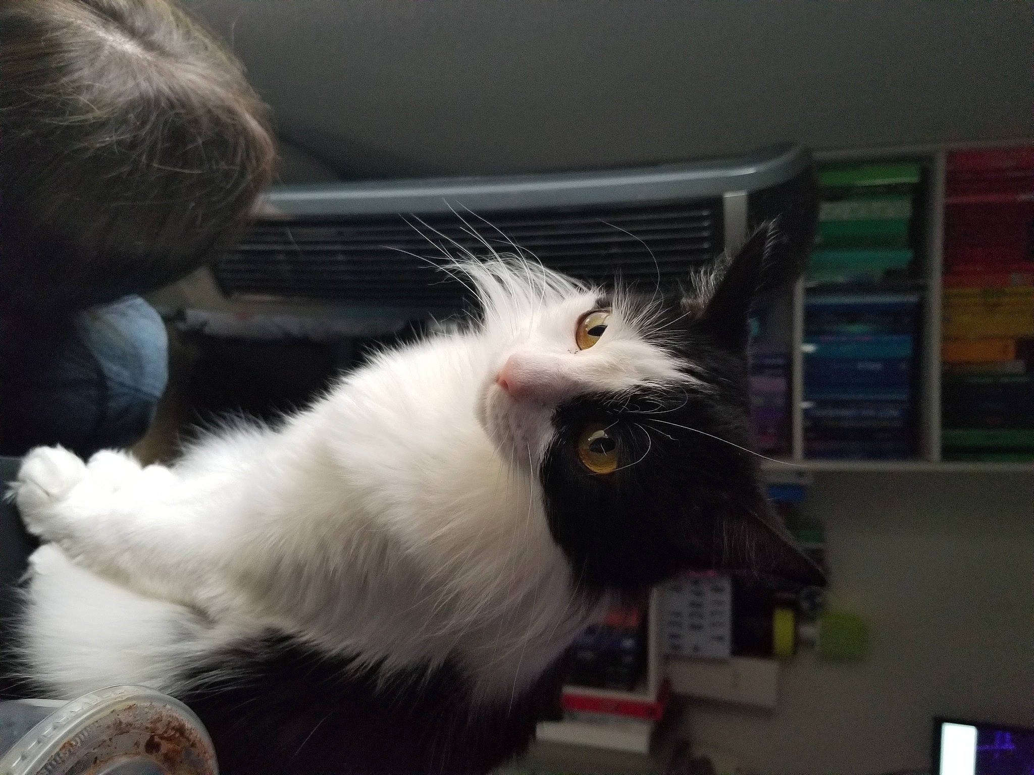 Karen is registered to the contest to win money with this photo: carnivore, cat, claw, domestic_short_haired_cat, felidae, fur, paw, picture_frame, small_to_medium_sized_cats, snout, tail, whiskers, window