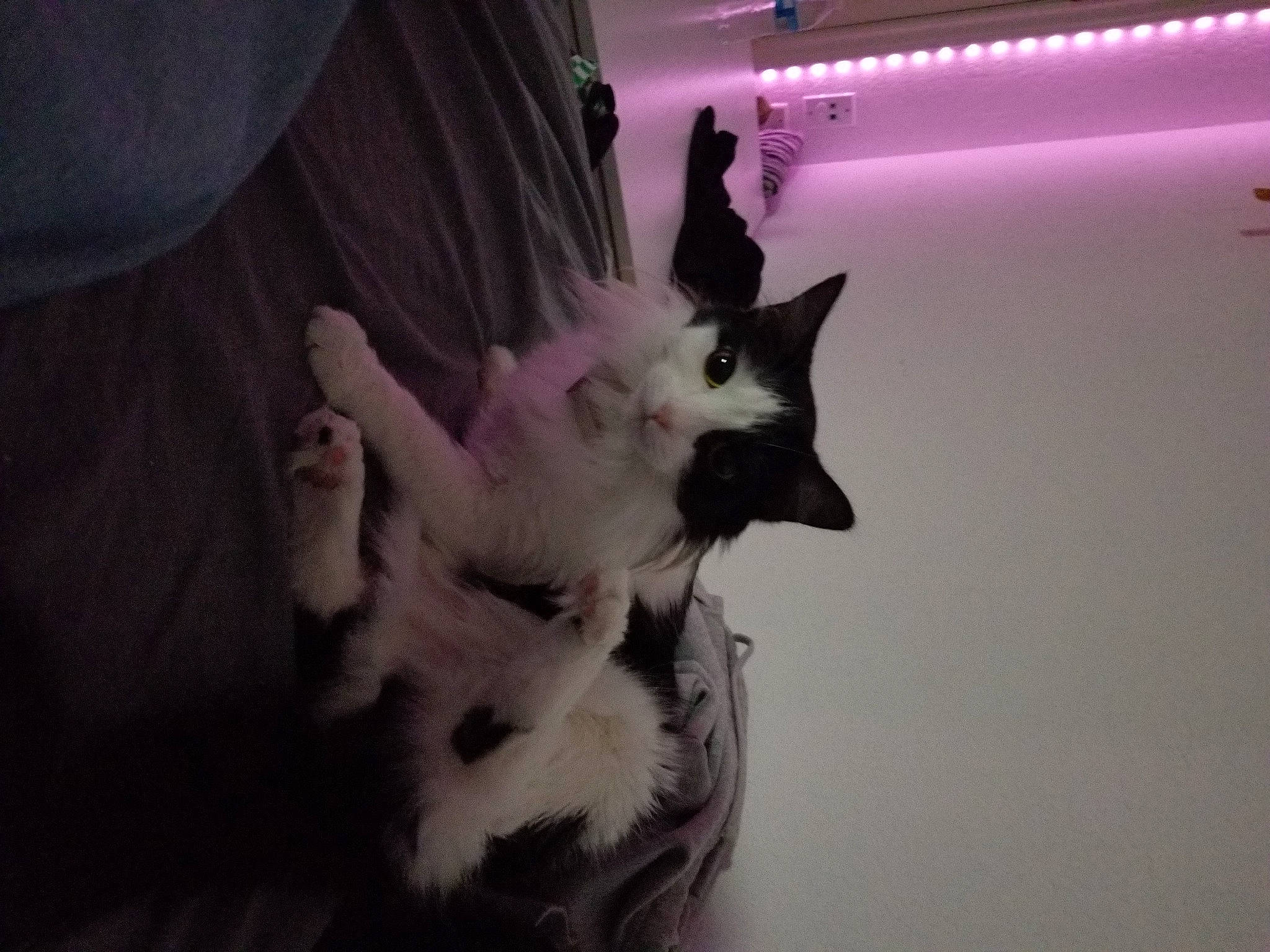 Karen joined the competition — help win amazing prizes! canidae, carnivore, cat, comfort, curtain, darkness, felidae, flooring, fur, gesture, magenta, paw, purple, room, small_to_medium_sized_cats, tail, whiskers