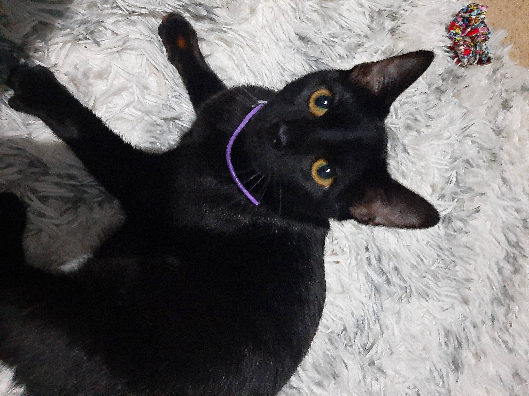 Wednesday is registered to the contest to win money with this photo: black_cat, bombay, carnivore, cat, domestic_short_haired_cat, felidae, fur, havana_brown, small_to_medium_sized_cats, snout, tail, terrestrial_animal, whiskers