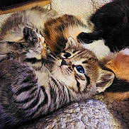Kiro participe au concours pour gagner de l'argent avec cette photo : adorable, animal, black_and_white_cat, blanket, blue_eyes, calico_cat, cats, close_up, cozy, cuddling, fluffy, fur, gray_cat, indoors, kittens, orange_cat, pet, sleeping, tabby_cat, whiskers
