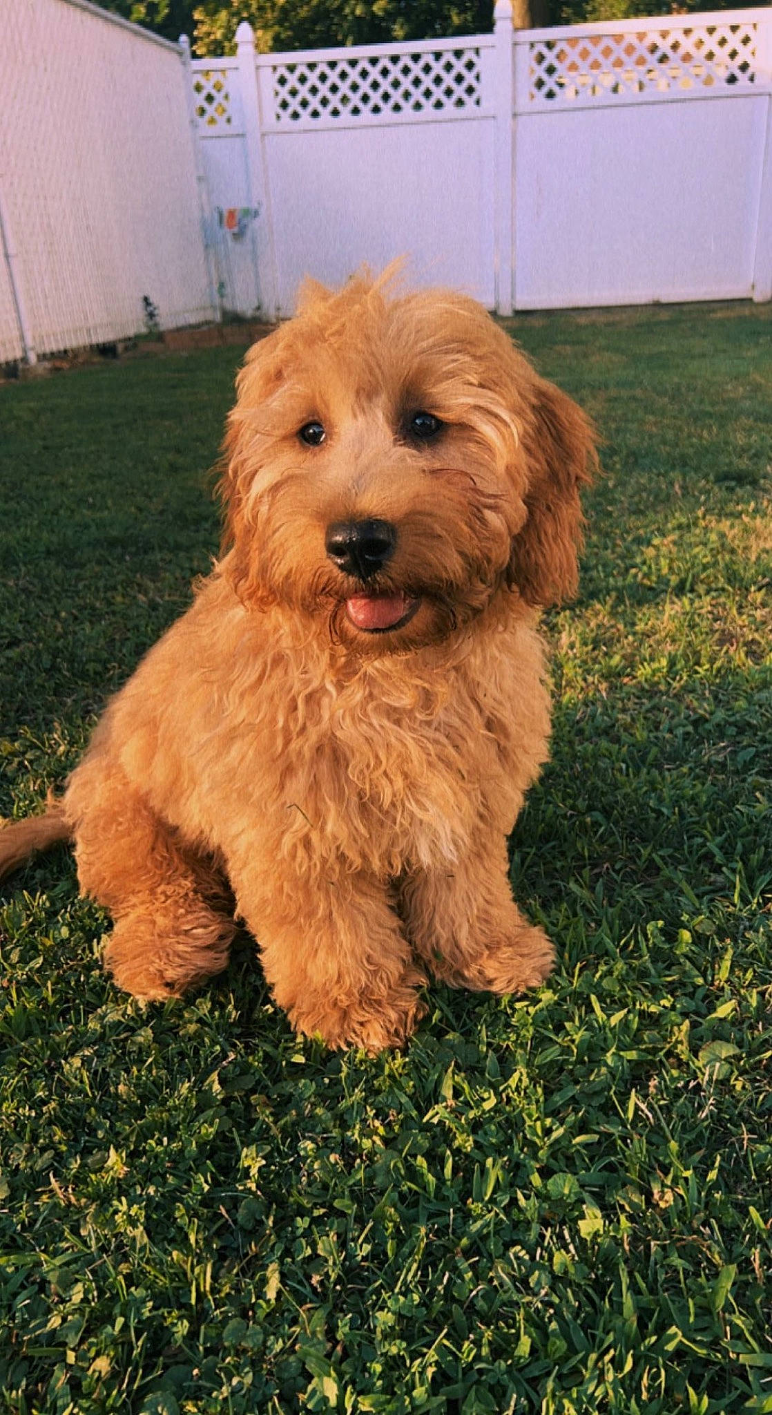 Ziggy is registered to the contest to win money with this photo: canidae, carnivore, companion_dog, dog, dog_breed, event, firefighter, grass, liver, maltepoo, non_sporting_group, small_terrier, snout, sporting_group, terrier, toy_dog, water_dog, working_animal, yorkipoo