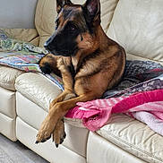 Prince a rejoint le concours — aidez-le/la à gagner de superbes lots ! german_shepherd, dog, pet, couch, leather_couch, blanket, indoor, relaxed, paws, crossed_paws, brown_fur, black_fur, ears_up, alert, home, floor, comfort, resting, animal, canine