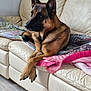 alert, animal, black_fur, blanket, brown_fur, canine, comfort, couch, crossed_paws, dog, ears_up, floor, german_shepherd, home, indoor, leather_couch, paws, pet, relaxed, resting