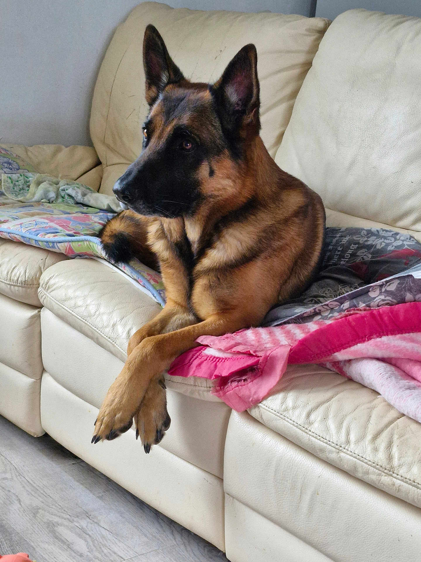 Prince a rejoint le concours — aidez-le/la à gagner de superbes lots ! german_shepherd, dog, pet, couch, leather_couch, blanket, indoor, relaxed, paws, crossed_paws, brown_fur, black_fur, ears_up, alert, home, floor, comfort, resting, animal, canine