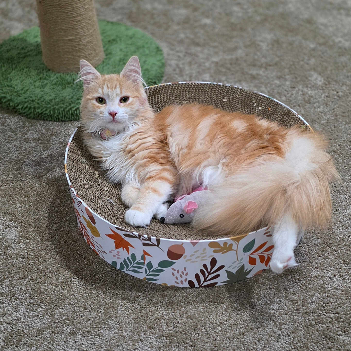 Nala is registered to the contest to win money with this photo: animal, carpet, cat, circular_bed, cozy, cute, domestic_cat, feline, fluffy_fur, green_base, indoor, mouse_toy, orange_cat, pet, pet_toy, relaxed, resting, scratcher_bed, scratching_post, white_cat