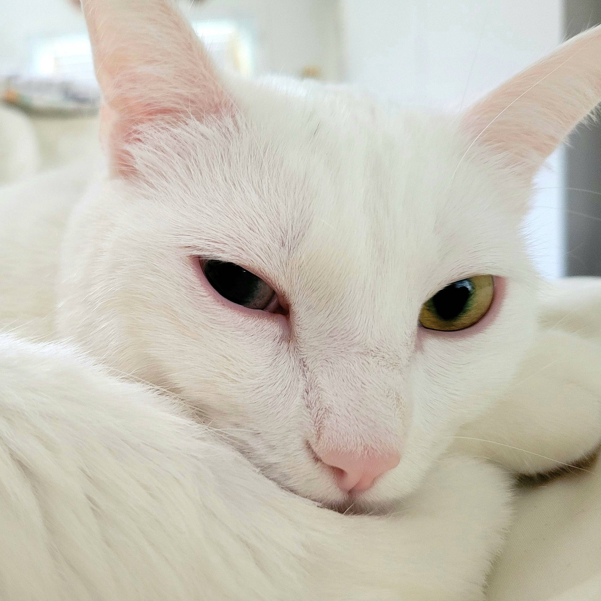 Ophellia is registered to the contest to win money with this photo: carnivore, cat, comfort, domestic_short_haired_cat, felidae, fur, small_to_medium_sized_cats, snout, whiskers