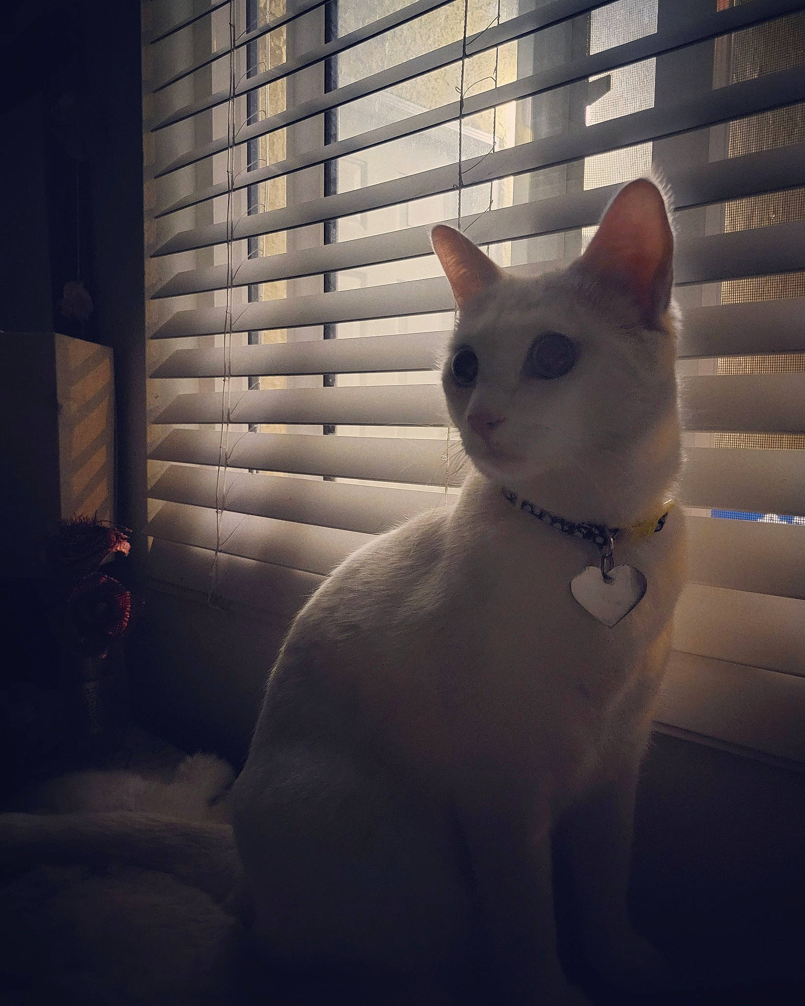 Ophellia is registered to the contest to win money with this photo: carnivore, cat, darkness, domestic_short_haired_cat, felidae, fur, metal, monochrome_photography, paw, shadow, small_to_medium_sized_cats, snout, square, tail, terrestrial_animal, tints_and_shades, whiskers, window, window_blind, wood