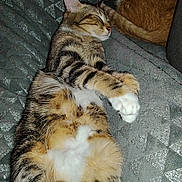 Asuna participe au concours pour gagner de l'argent avec cette photo : animal, blanket, cat, companion, cozy, cute, domestic_animal, feline, fur, home, indoor, napping, orange_cat, paws, pet, relaxation, resting, sleeping, tabby, whiskers