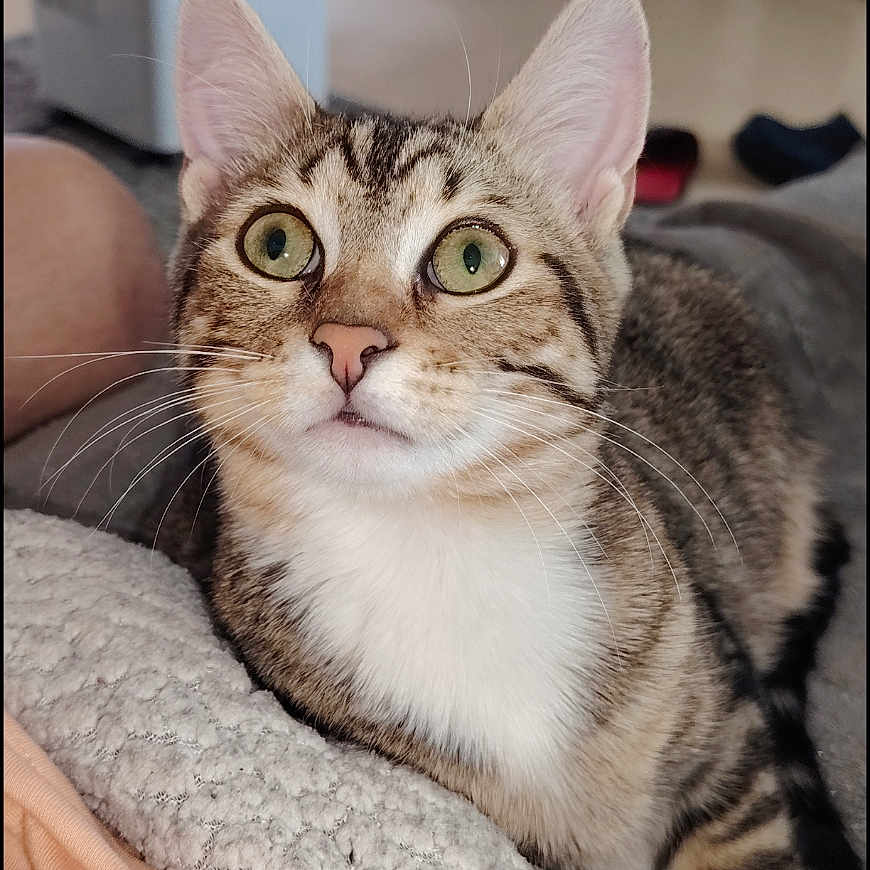 Asuna participe au concours pour gagner de l'argent avec cette photo : animal, blanket, cat, couch, cozy, curious, domestic, ears, feline, fur, furniture, green_eyes, indoor, living_room, nose, pet, portrait, relaxing, tabby, whiskers