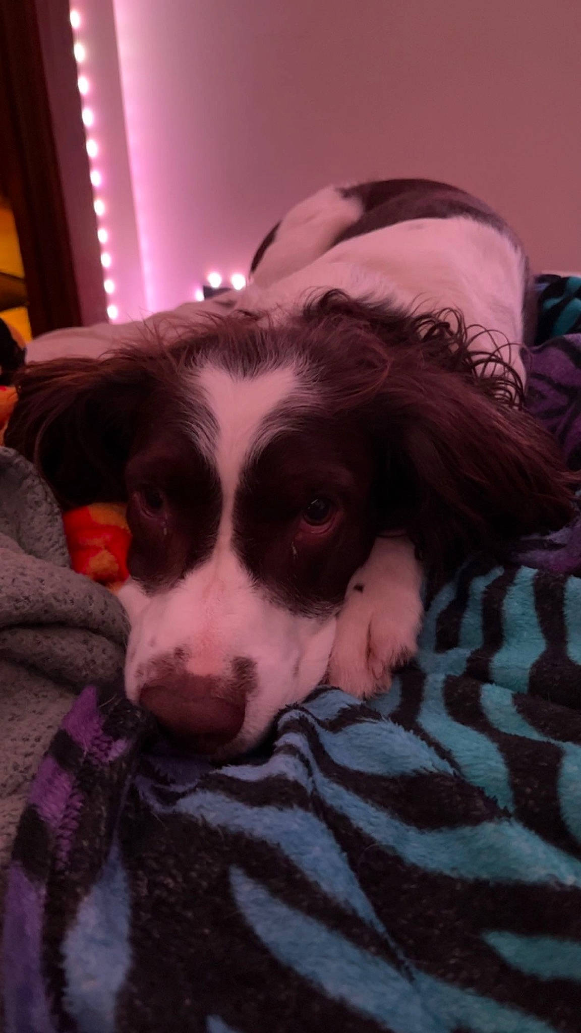 Oscar joined the competition — help win amazing prizes! bedding, canidae, carnivore, comfort, companion_dog, dog, dog_breed, flesh, flooring, fun, fur, linens, magenta, non_sporting_group, puppy, snout, spaniel, sporting_group, whiskers, working_animal