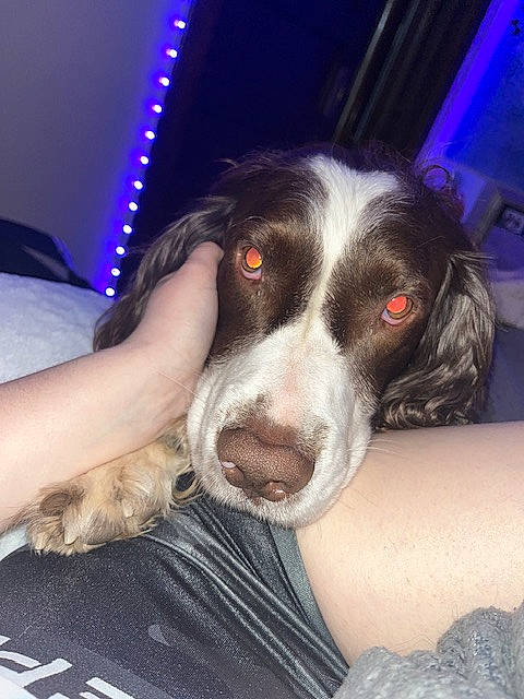 Oscar is registered to the contest to win money with this photo: canidae, carnivore, comfort, companion_dog, dog, dog_breed, ear, fur, gun_dog, herding_dog, snout, sporting_group, whiskers, working_animal, working_dog