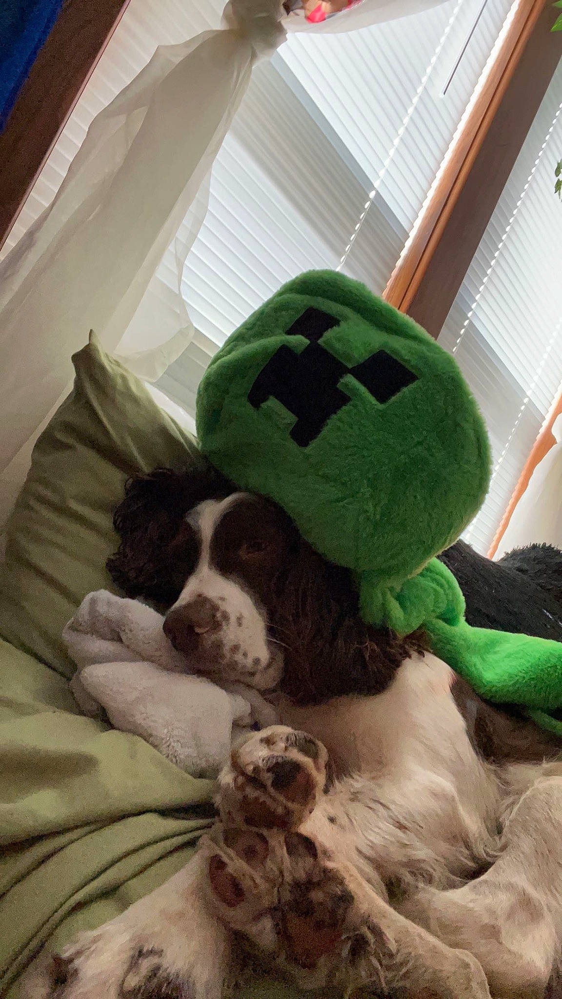 Oscar is registered to the contest to win money with this photo: cap, carnivore, comfort, companion_dog, dog, dog_breed, fictional_character, flooring, fur, linens, pattern, plush, room, snout, sporting_group, square, stuffed_toy, toy, wool, working_animal