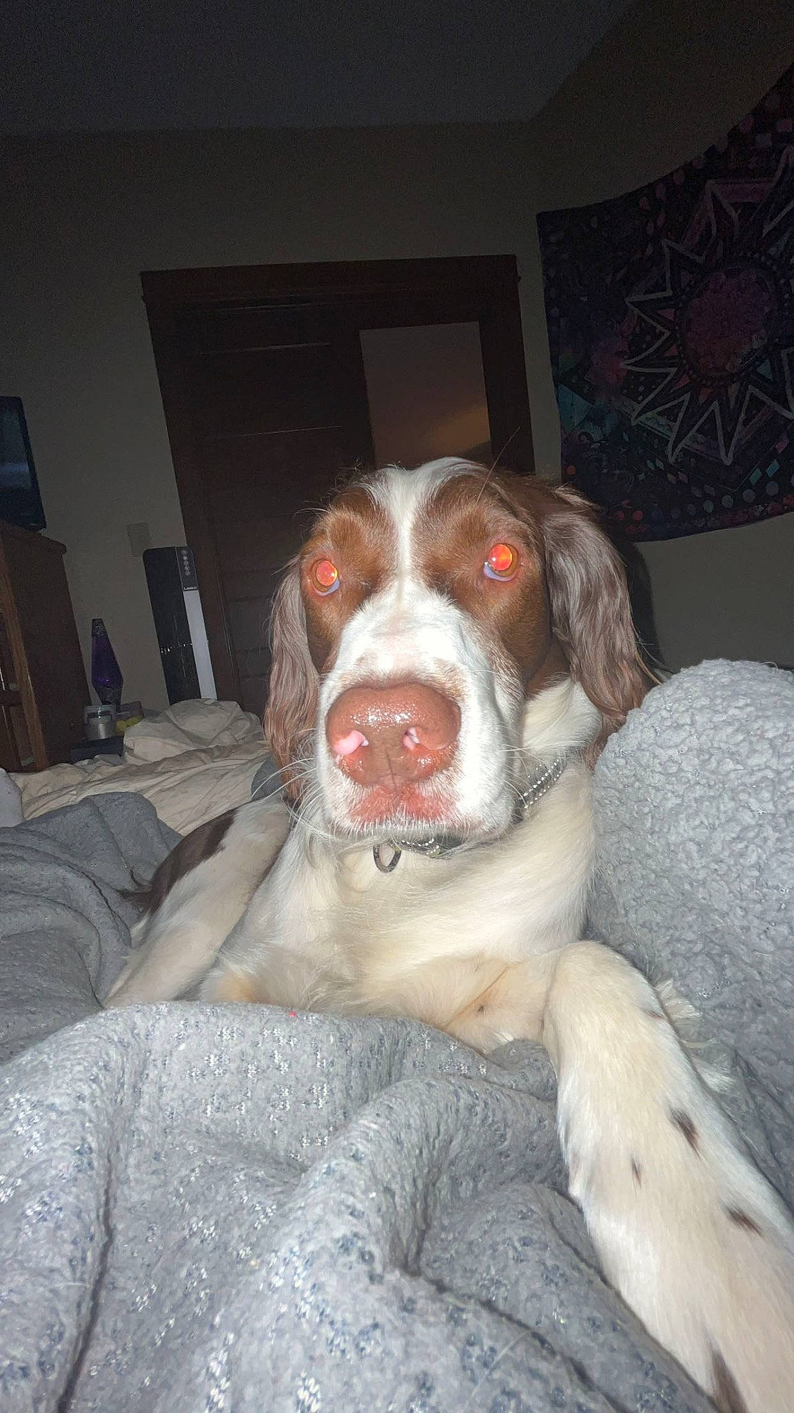 Oscar is registered to the contest to win money with this photo: ball, brittany, canidae, carnivore, companion_dog, dog, dog_breed, fur, gun_dog, hunting_dog, liver, non_sporting_group, pointer, pointing_breed, retriever, snout, spaniel, sporting_group, whiskers, working_animal