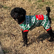 Nala is registered to the contest to win money with this photo: dog, black_dog, grass, outdoor, pet, holiday_sweater, festive_clothing, canine, sunlight, shadow, winter, cute, animal, fur, small_dog, looking, standing, nature, daytime, playful