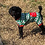 dog, black_dog, grass, outdoor, pet, holiday_sweater, festive_clothing, canine, sunlight, shadow, winter, cute, animal, fur, small_dog, looking, standing, nature, daytime, playful