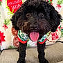 Nala is registered to the contest to win money with this photo: dog, black_dog, puppy, pet, tongue_out, holiday_sweater, christmas, festive, cute, fluffy, canine, indoor, couch, blanket, smiling, animal, fur, companion, happy, closeup