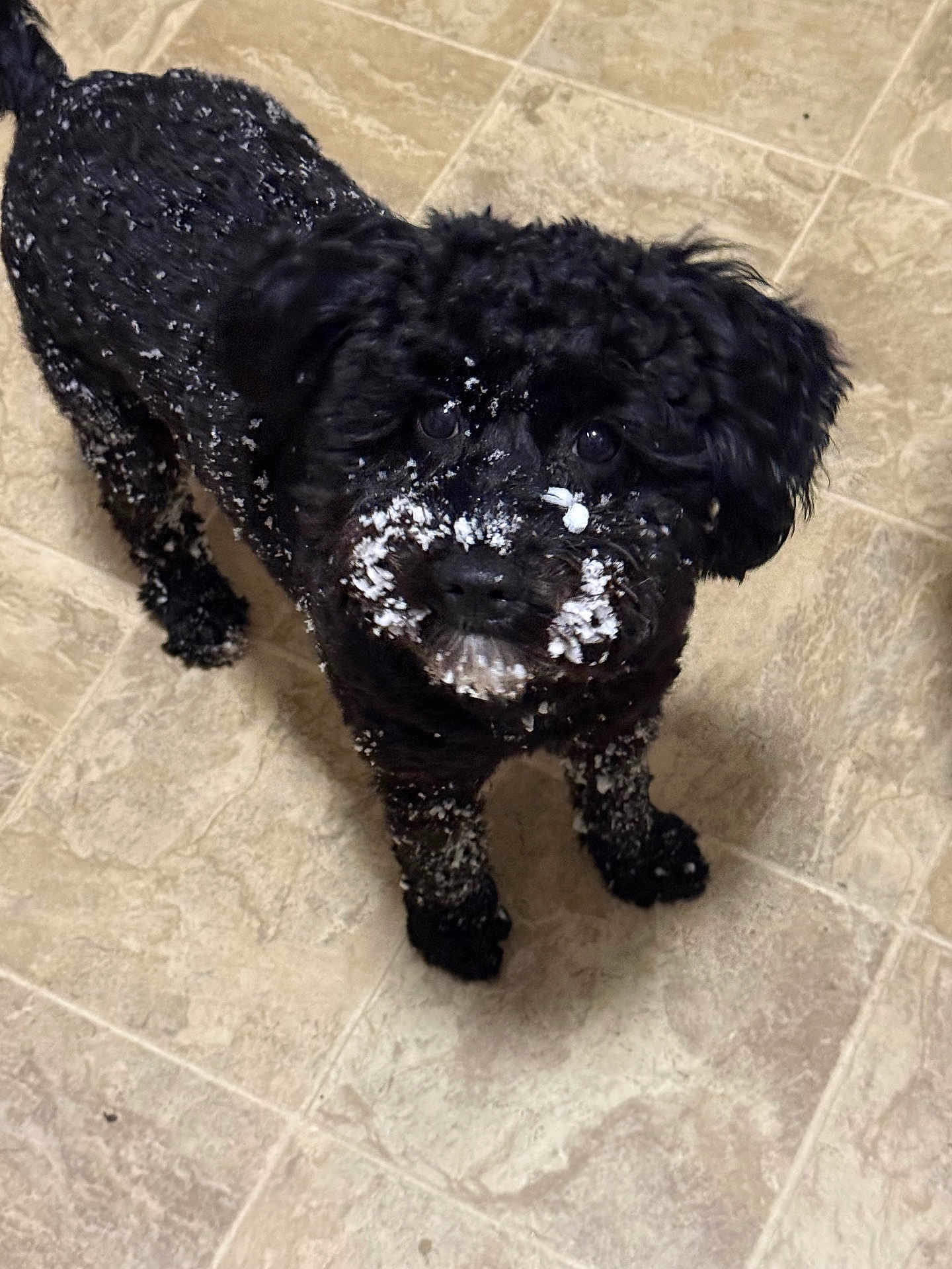 Nala joined the competition — help win amazing prizes! dog, black_dog, curly_fur, indoor, tiled_floor, pet, animal, cute, fur, playful, looking_up, flooring, small_dog, canine, domestic_animal, fur_covered, whiskers, ears, four_legs, companion