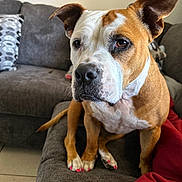 Pochi is registered to the contest to win money with this photo: dog, brown_and_white, couch, indoor, pet, canine, nail_polish, pink_nails, fur, ears, face, snout, paws, tile_floor, blanket, red_blanket, cushion, living_room, seated, looking